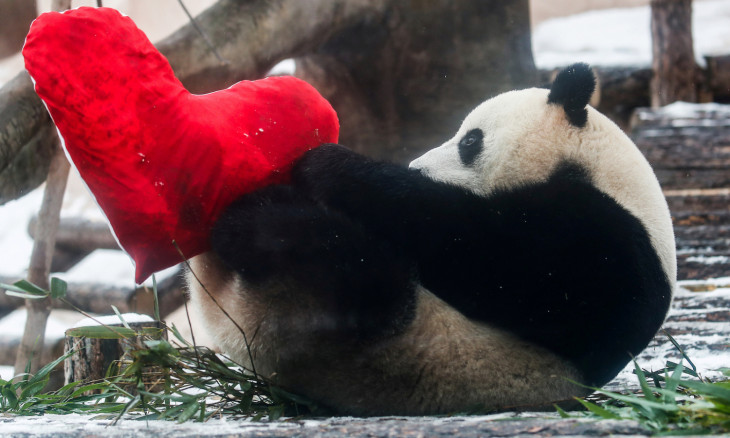 Giant male panda Ru Yi plays with a heart-shaped pillow on Valentine's Day at the Moscow Zoo