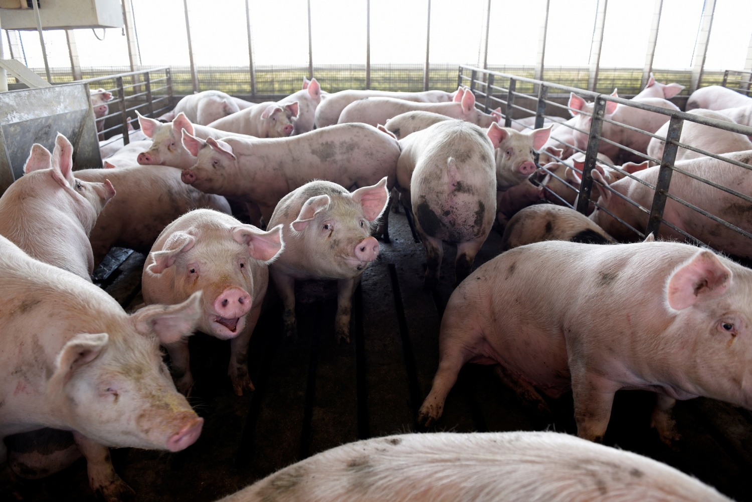 African swine fever vaccine developed locally on hog farms in three Chinese...