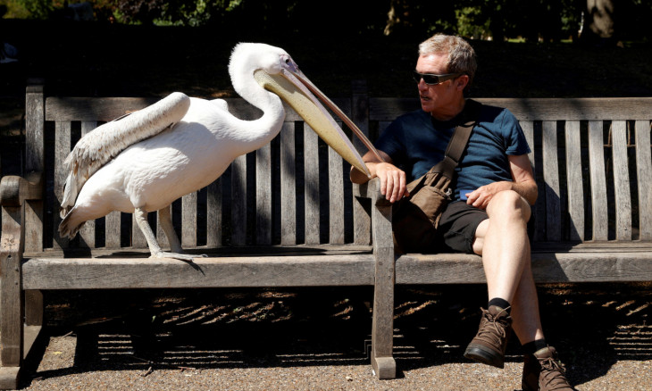 A man is seen with pelican in St James's Park