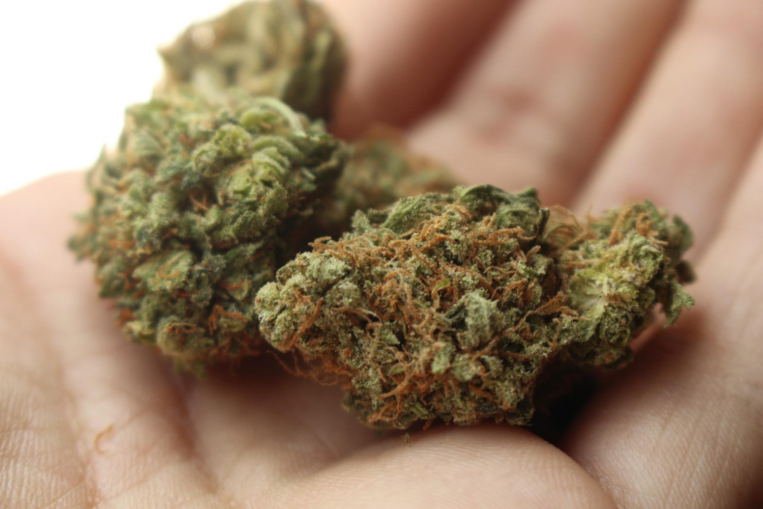 Spain Destroys Biggest Cannabis Plantation In Europe - Vimarsana News