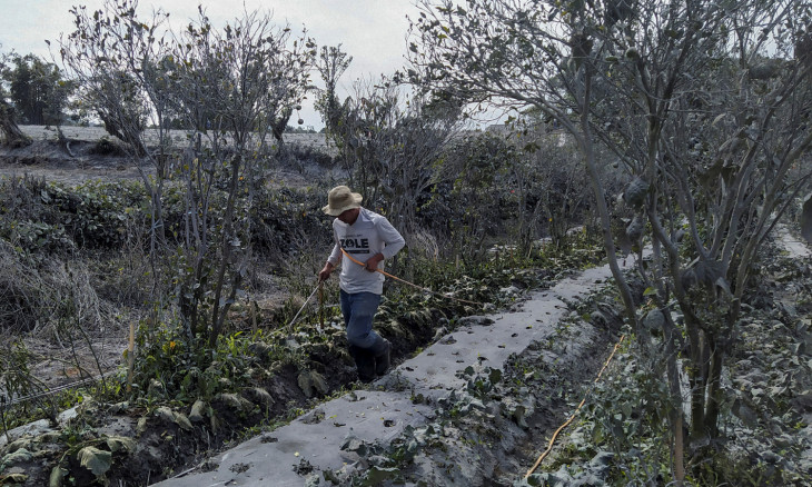 Farmers clean the volcanic ash on vegetables