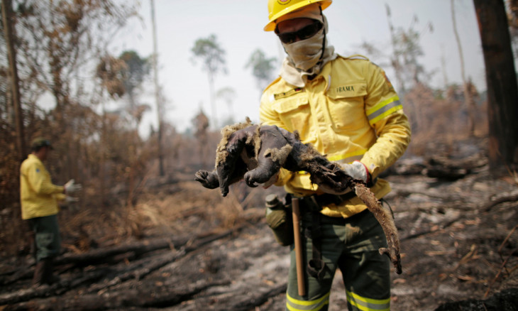 A Brazilian Institute for the Environment and Renewable Natural Resources (IBAMA) fire brigade member holds a dead anteater