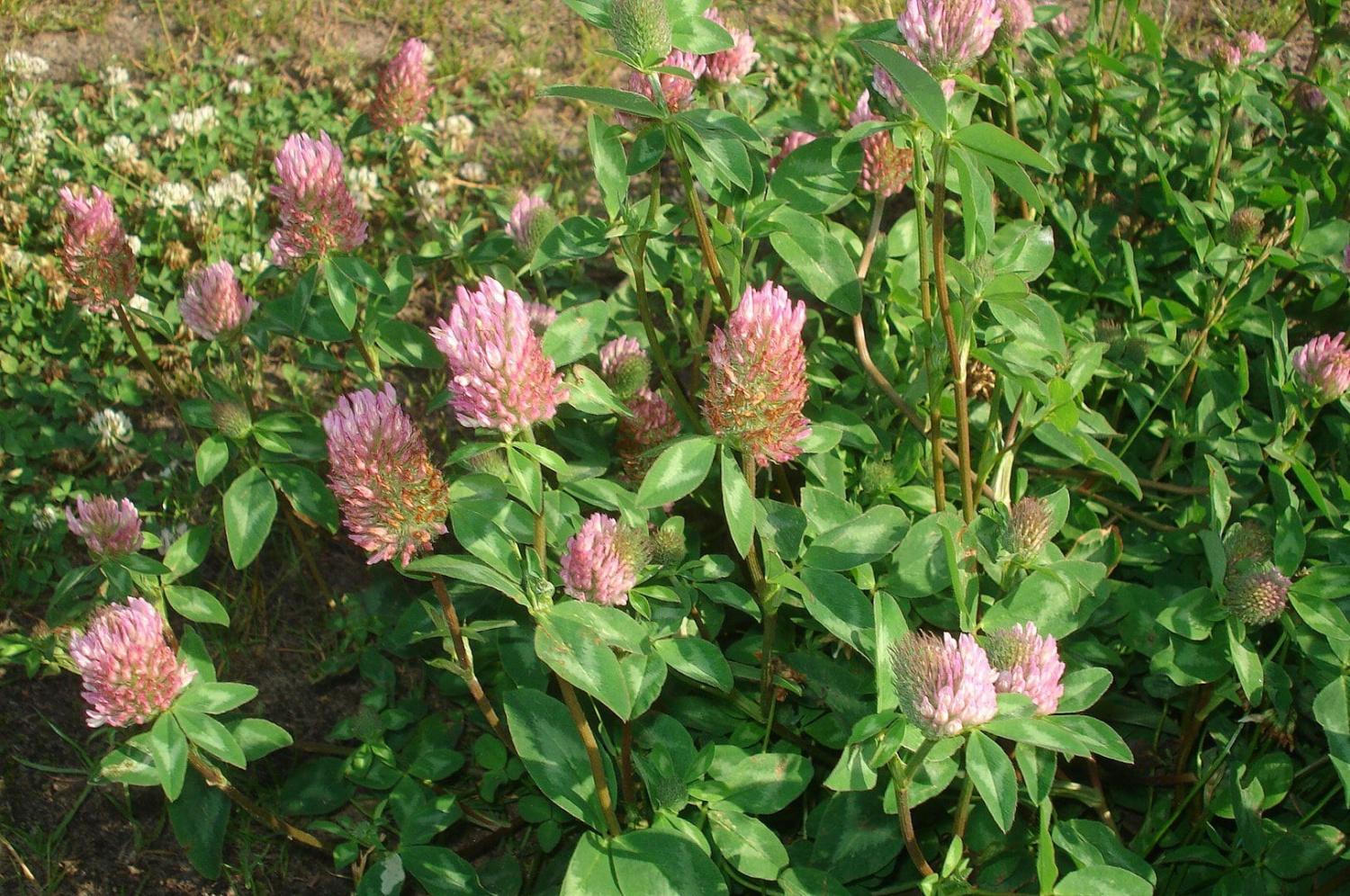 What Can Red Clover Do For Menopausal Women 