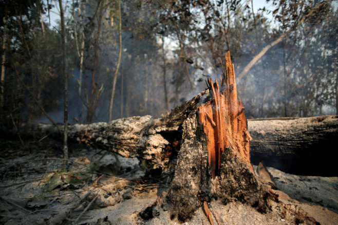 A tree burns while Brazilian Institute for the Environment and Renewable Natural Resources (IBAMA) fire brigade members attempt to control hot points