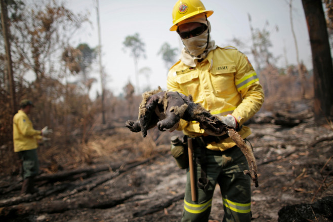 A Brazilian Institute for the Environment and Renewable Natural Resources (IBAMA) fire brigade member holds a dead anteater 