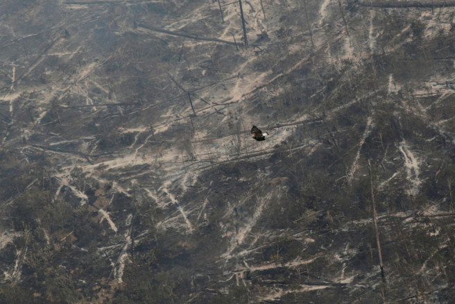 A bird flies over a tract of the Amazon jungle 