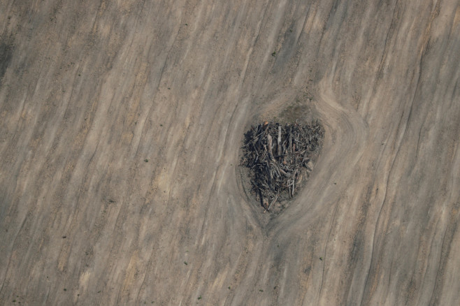Pieces of a dead tree are seen in an area of the Amazon jungle
