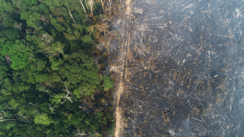 Pieces of a dead tree are seen in an area of the Amazon jungle