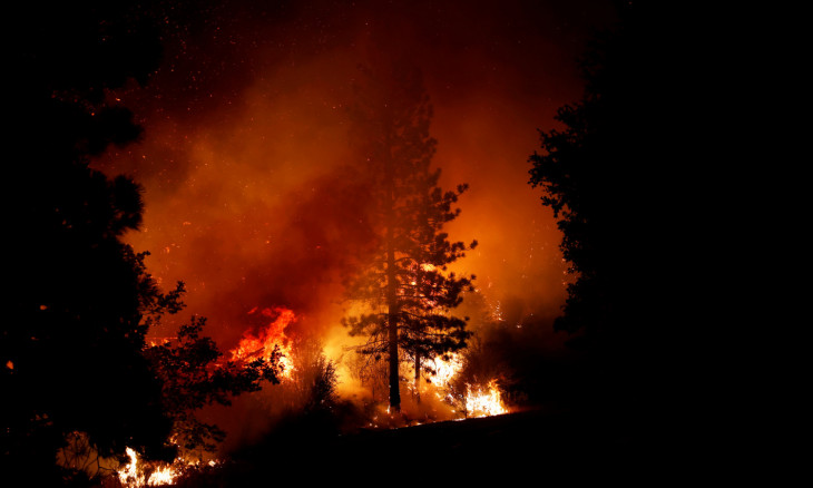 A tree engulfed in flames is seen during the Creek Fire
