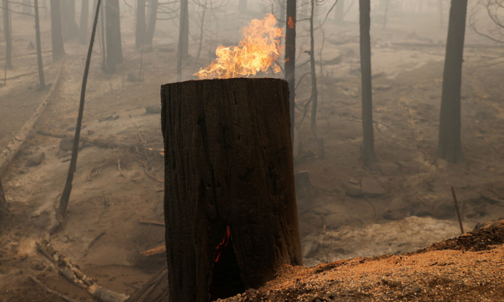 A tree is seen burning from within during the Creek Fire