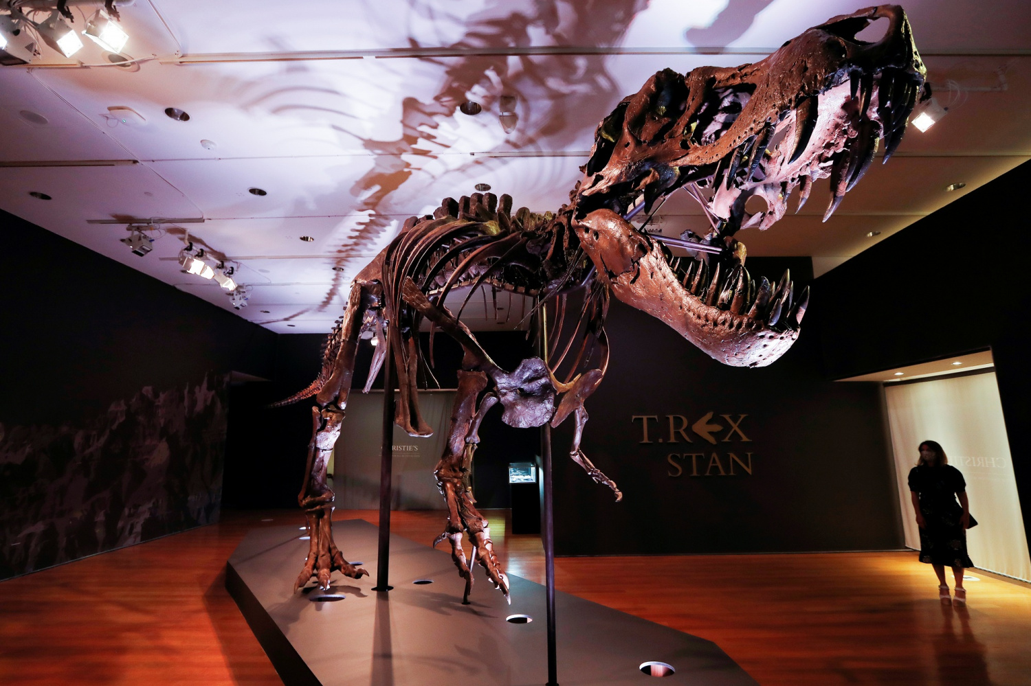 TRex Fossil Worth 6 Million to 8 Million To Be Auctioned Off By