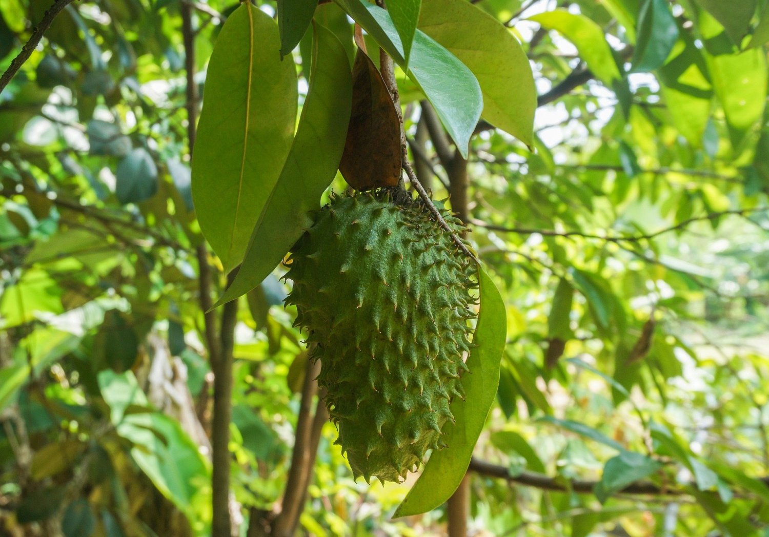 Can I Drink Soursop Tea If I Have High Blood Pressure