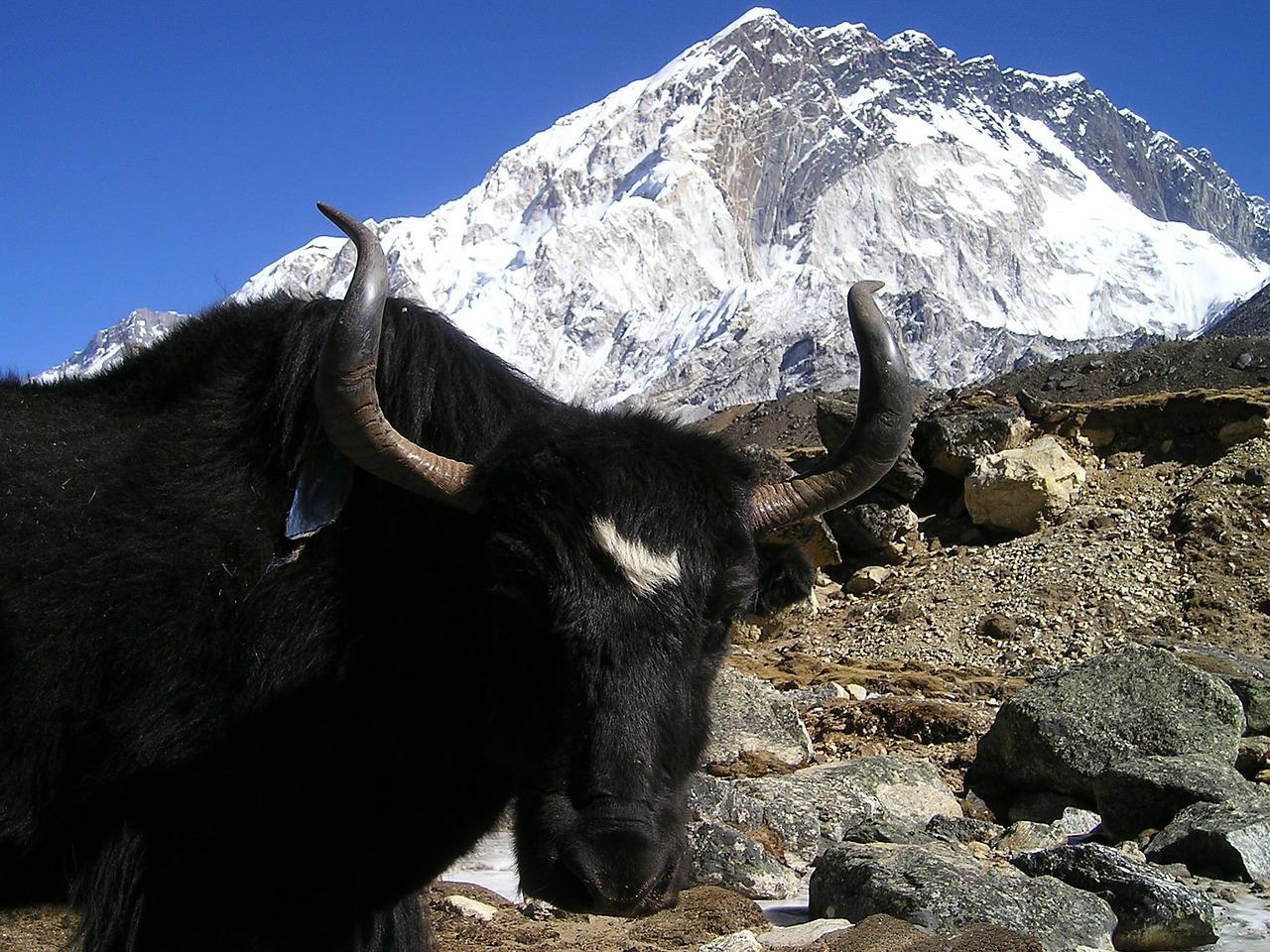 My Yak Will Not Attack, Says Lost, Delirious China Infantryman