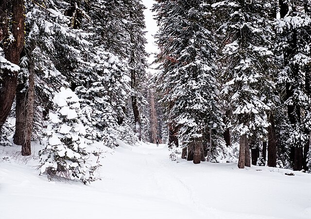 Tahoe in Turmoil: Near-Record Winds and Snowfall Paralyze Northern ...