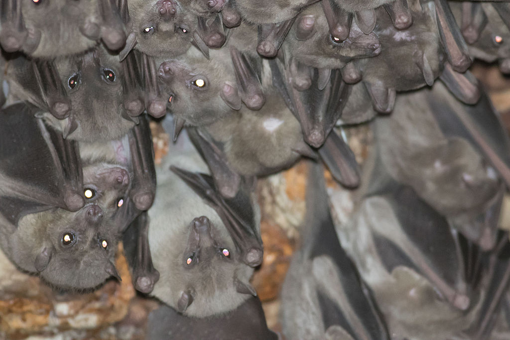 Bat find file. Rousettus aegyptiacus. Летучие мыши рода Rousettus aegyptiacus. Rousettus madagascariensis. Rousettus.