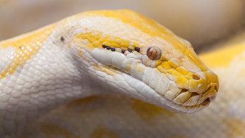 A Pennsylvanian couple literally saw a huge surprise in their backyard with an eight-feet-long, overstuffed snake.  