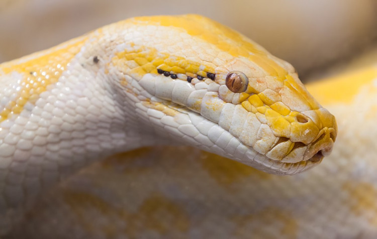 A Pennsylvanian couple literally saw a huge surprise in their backyard with an eight-feet-long, overstuffed snake.  