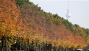 Autumnal trees of the Tiergarten park are pictured in front of the television tower in Berlin