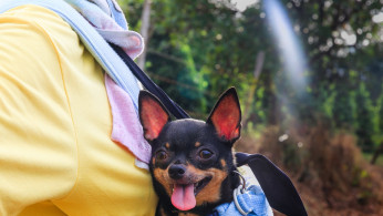 Black and tan chihuahua during a trip. 