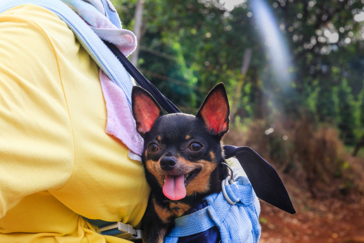 Black and tan chihuahua during a trip. 