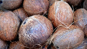 How Malaysia's Coconut Boom Can Affect Its Approved Permit System 