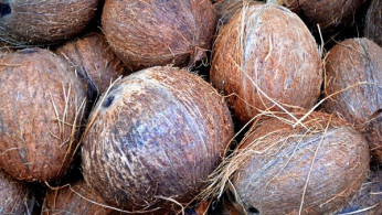 How Malaysia's Coconut Boom Can Affect Its Approved Permit System 