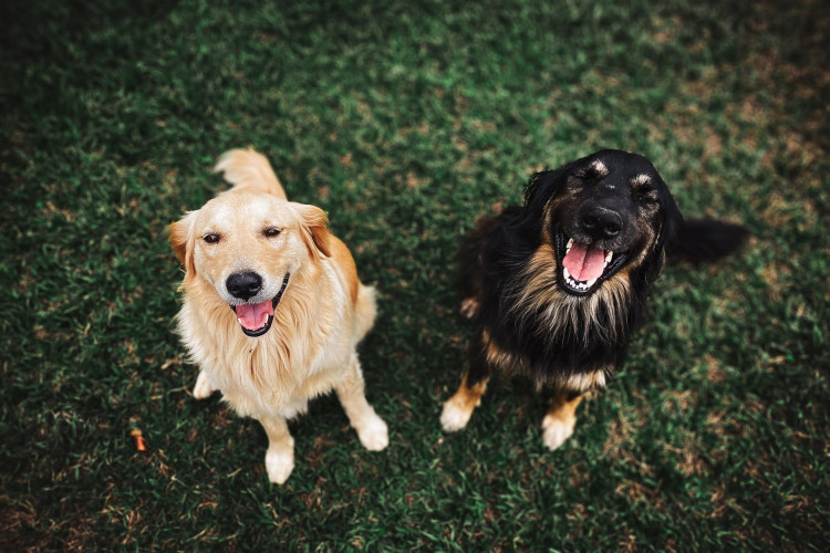 Two long-coated brown and black dogs.