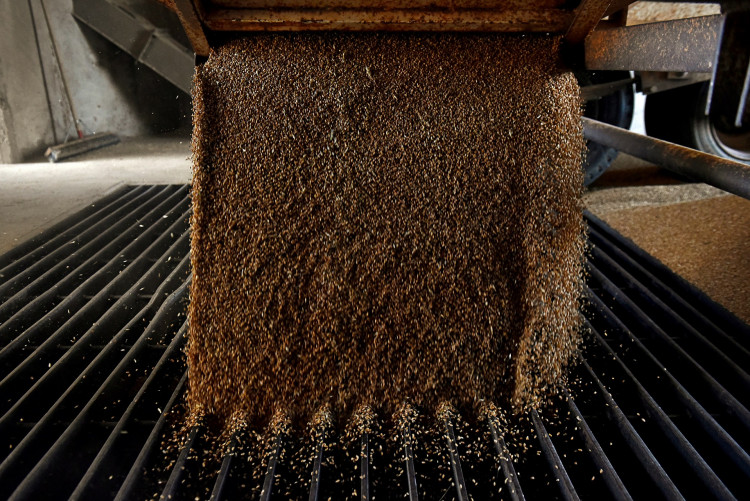 A grain trailer empties wheat into the pit at the Farmers Cooperative Exchange in Bessie, Oklahoma, U.S.