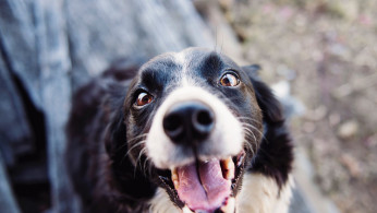 Adult black and white boarder collie.