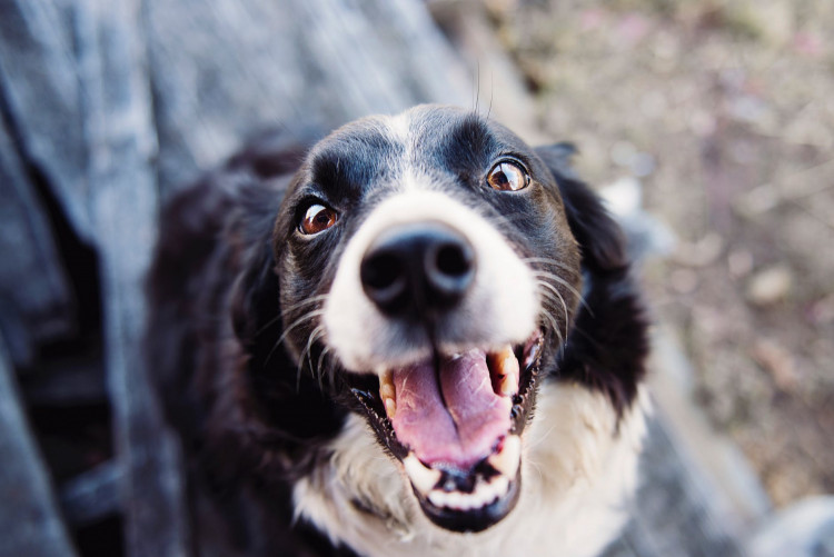 Adult black and white boarder collie.