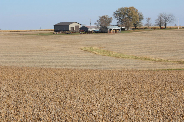 American soybeans