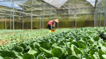 Focus photography featuring green leafy vegetables.