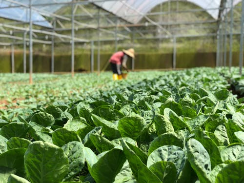 Focus photography featuring green leafy vegetables.