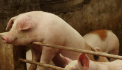 China pig production