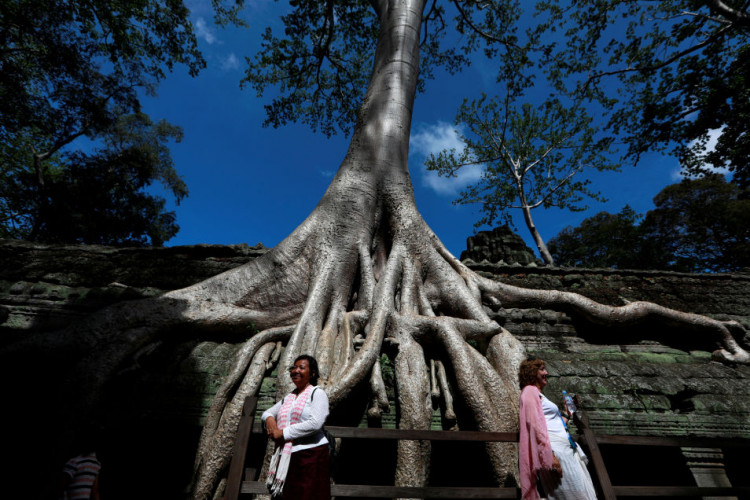 Tourists pose near a tree growing out of the Ta Prohm temple, near Angkor Wat, in Siem Reap, Cambodia