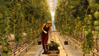 Tomato Horticulture