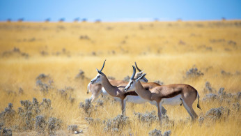 NAMIBIAN WILDLIFE