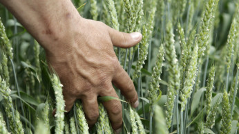 Wheat