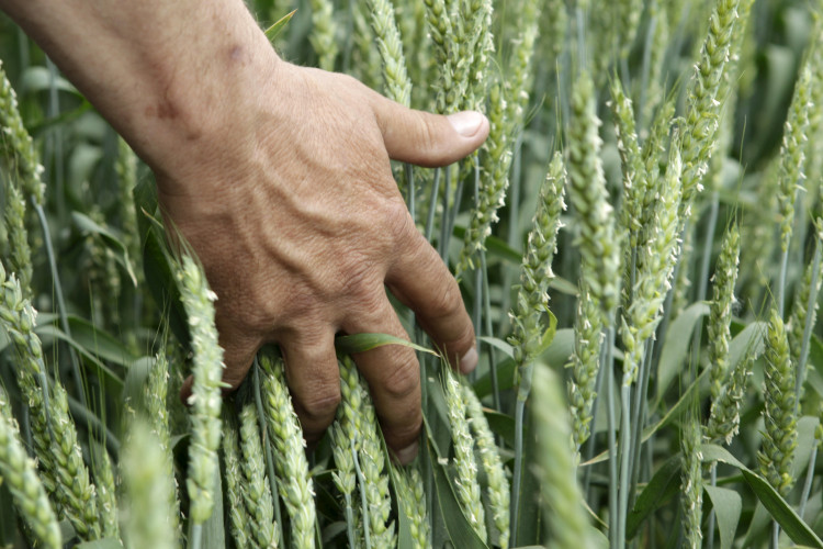 Wheat