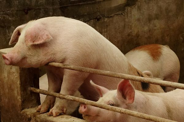 Pigs are seen on a farm at a village in Changtu county, Liaoning province, China