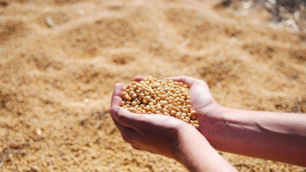 Soybean