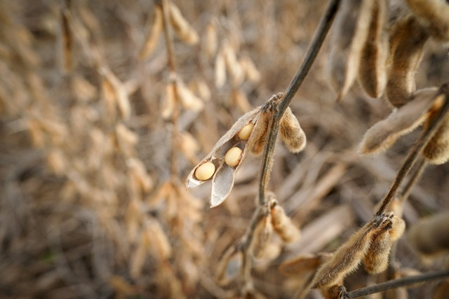 Soybeans in a field on Hodgen Farm in Roachdale