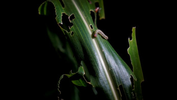 An armyworm is seen on corn crop at a village in Menghai county, Yunnan Province.