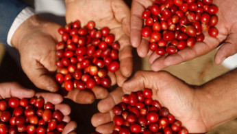 COFFEE MARKET