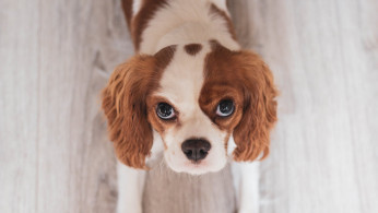 White and red cavalier king charles spaniel pup.