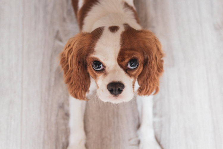 White and red cavalier king charles spaniel pup.
