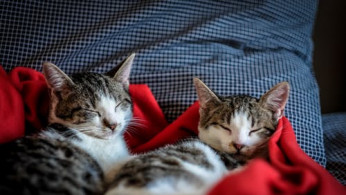 Black and white tabby cat sleeping on red textile.