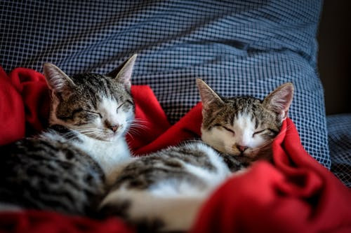 Black and white tabby cat sleeping on red textile.