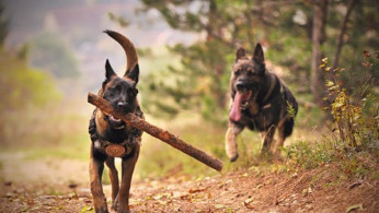 Two adult german sheperd running on ground.