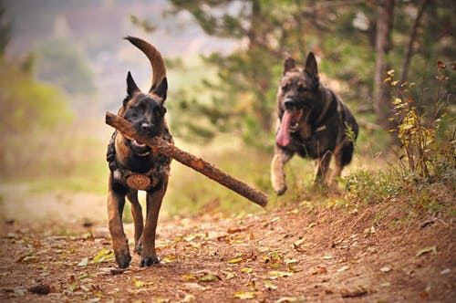 Two adult german sheperd running on ground.